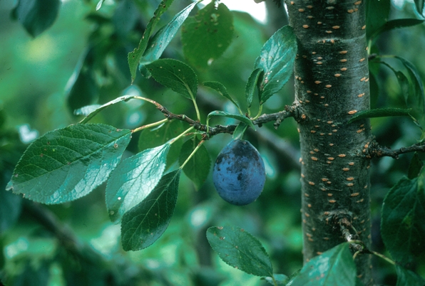 {Prunus domestica}